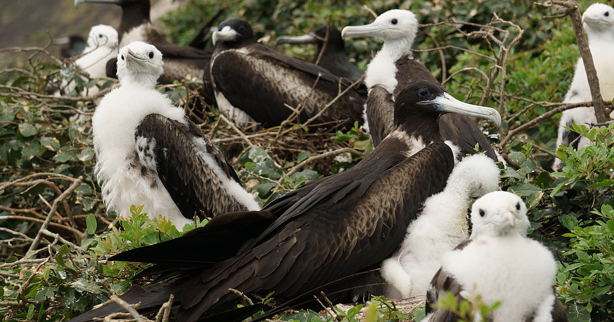 Preservação eleva São Sebastião como referência para o turismo de avistamentos da vida marinha e pássaros