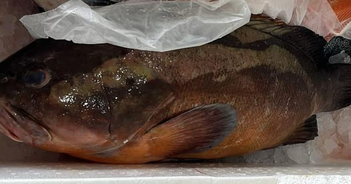 Flagrado com garoupa rara, homem joga peixe no cloro para evitar doação à instituição de caridade