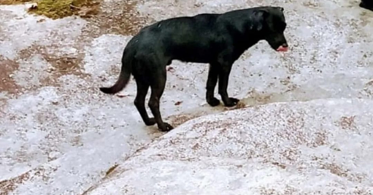 Concessionária de energia é condenada a pagar R$ 10 mil para dono de cão morto após pisar em cabo de energia em Ubatuba