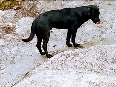 Concessionária de energia é condenada a pagar R$ 10 mil para dono de cão morto após pisar em cabo de energia em Ubatuba