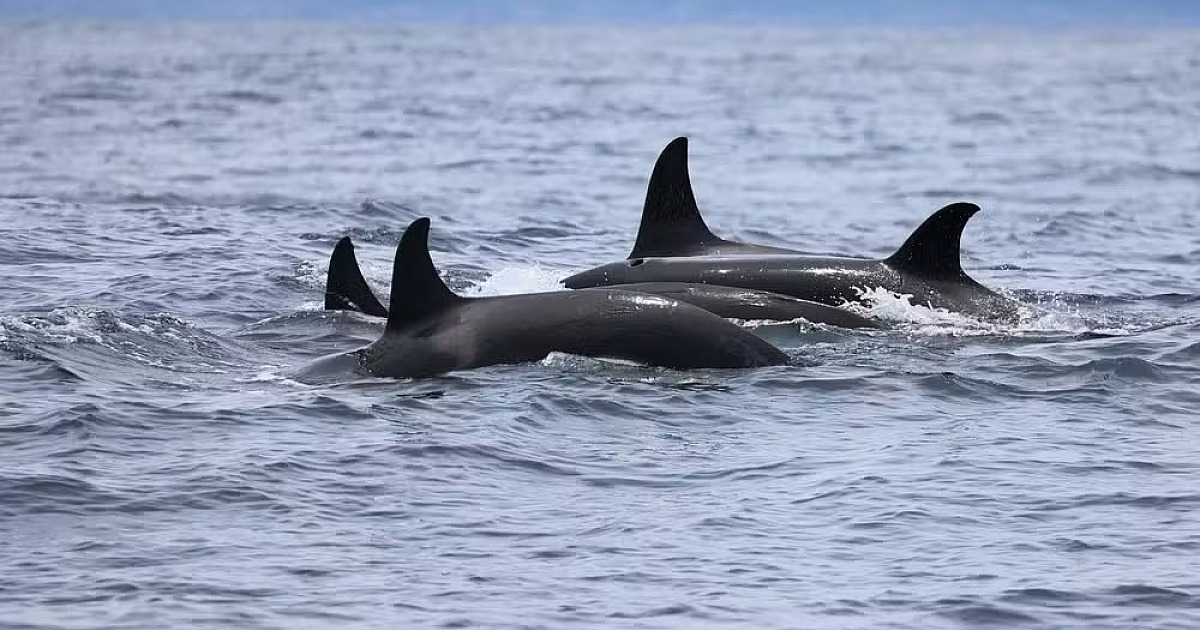 Grupo com cerca de 17 orcas é flagrado no mar de Ilhabela