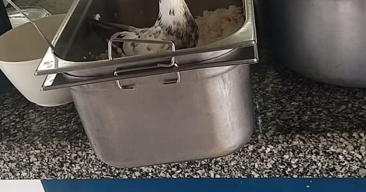 Pombos são flagrados em meio a comida dos alunos em escola de Caraguatatuba