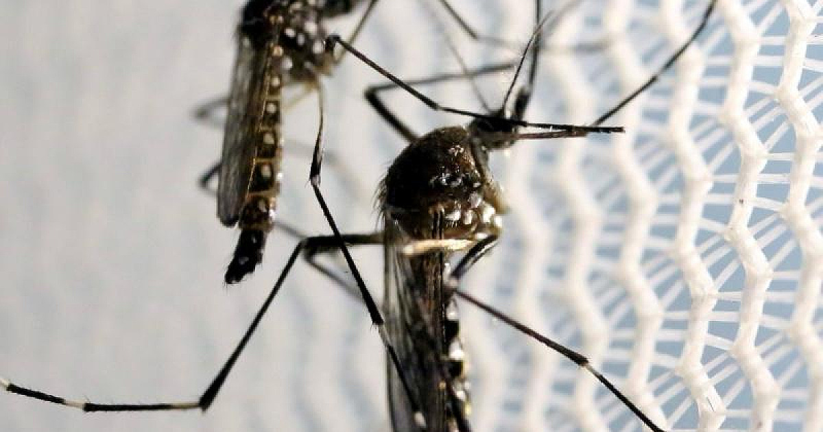 Em estado de emergência para a dengue, Ubatuba realiza mutirão no Ipiranguinha neste sábado