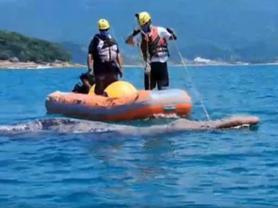 Baleia-jubarte presa em rede de pesca é resgatada e segue sob monitoramento em Ubatuba