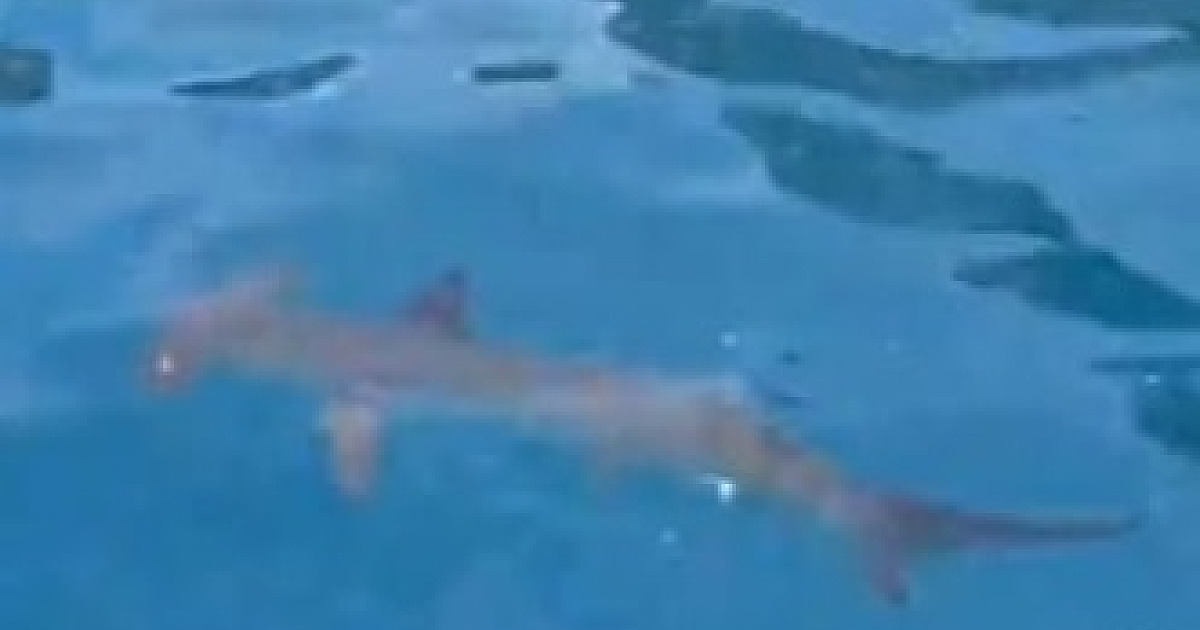 Donos do mar: Tubarões são flagrados procurando comida em Alcatrazes