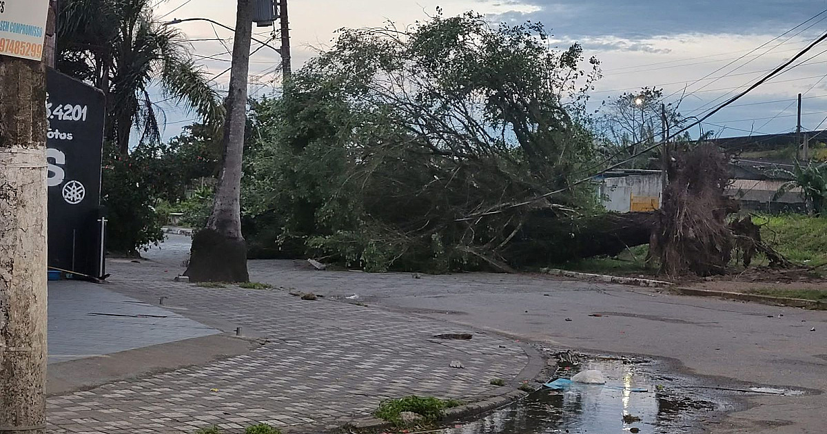 Defesa Civil registra quedas de árvores após ciclone extratropical e ventos de mais de 100 km/h no estado de SP