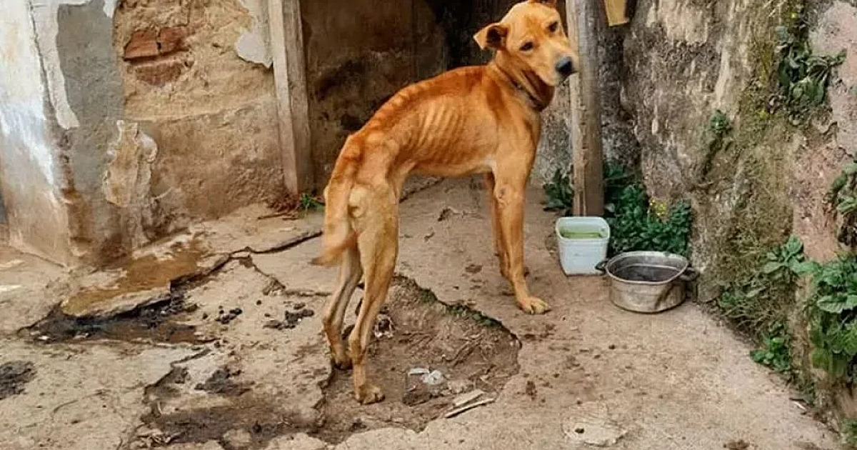 Após denúncia de maus-tratos, CRA resgata cinco animais em Ubatuba