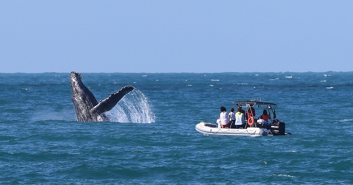 Temporada de baleias e golfinhos movimenta o inverno em Ilhabela