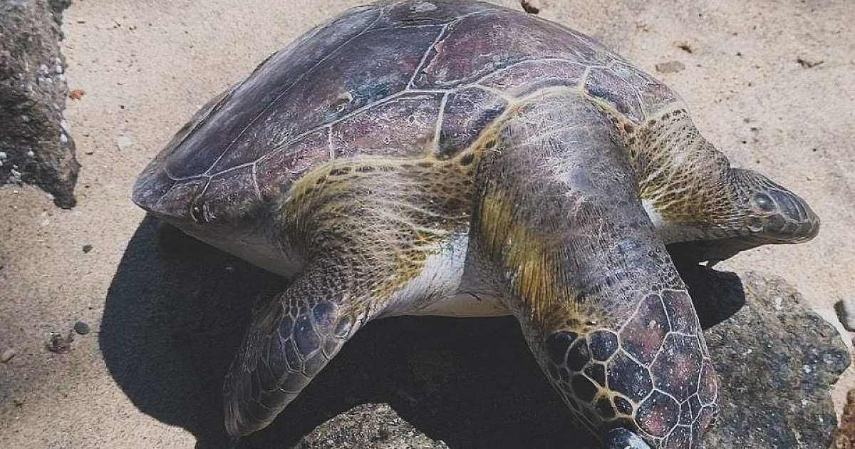 Tartaruga marinha morre atropelada por jet ski em Ilhabela