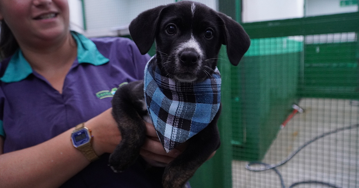 Centro de Referência Animal de Ilhabela realiza feira de adoção de pets neste sábado (14)