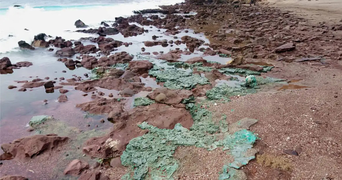 Rochas de plástico chegam a ninhos de tartarugas em ilha brasileira