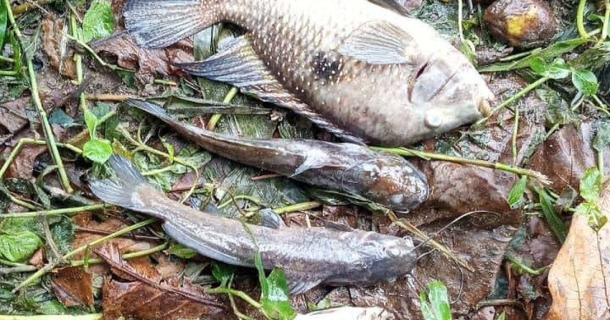 Prefeitura de São Sebastião aplica multa de R$ 100 mil à Sabesp por contaminação no Rio Maresias