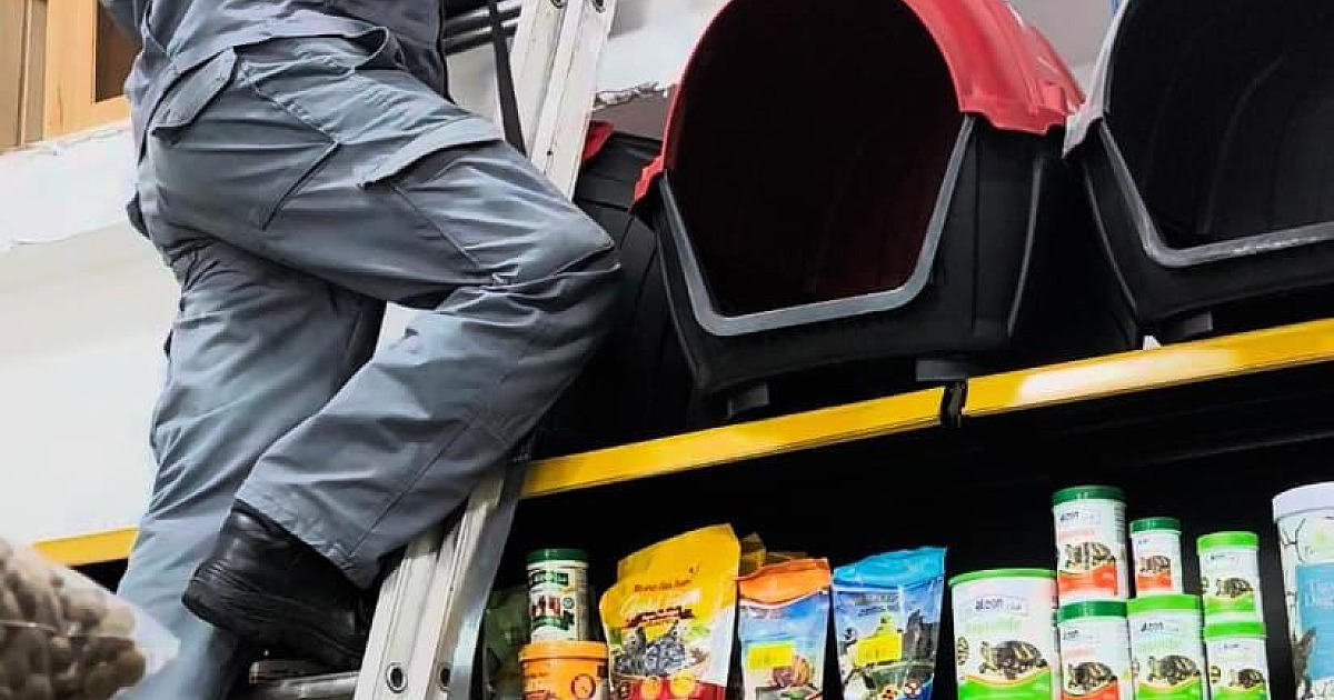 Corpo de Bombeiros captura gambá dentro de pet shop em Ubatuba
