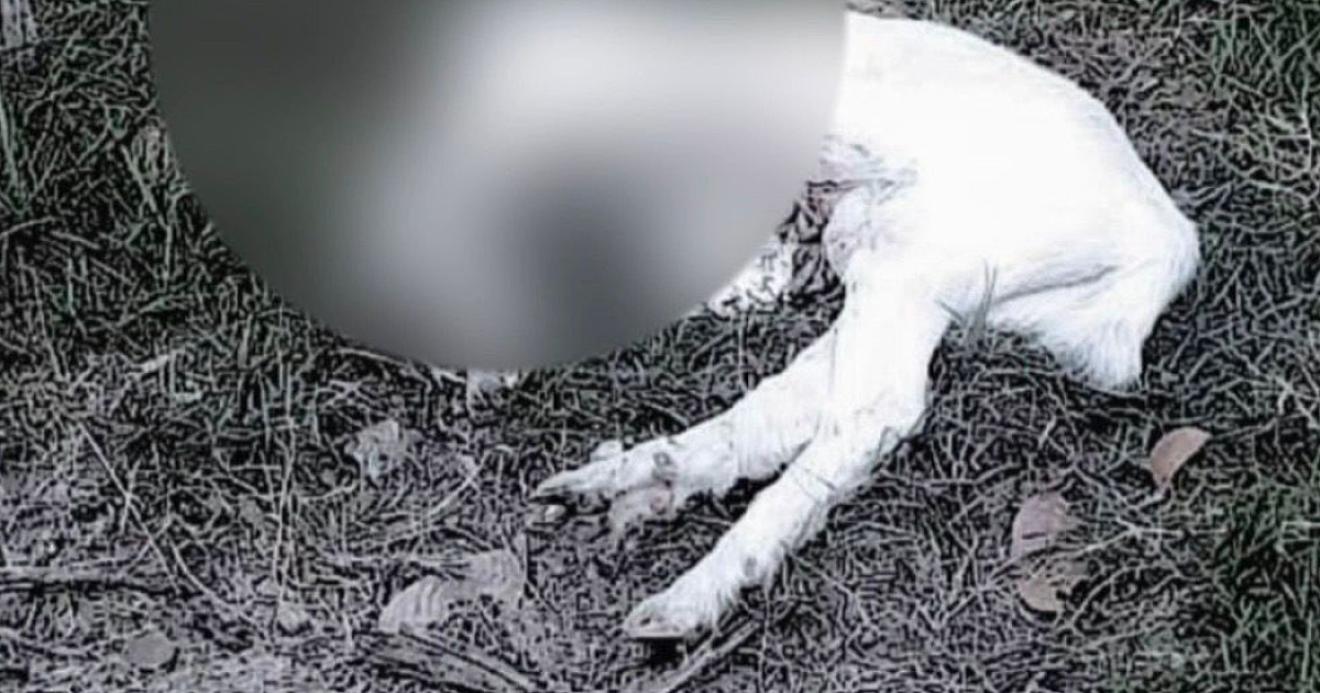 Polícia identifica homens envolvidos em decapitação de animais em ritual religioso