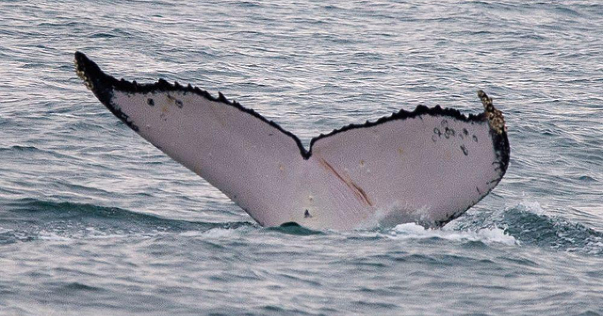 Foto-identificação em Ilhabela integra estudo internacional sobre travessias recordes de baleias-jubarte