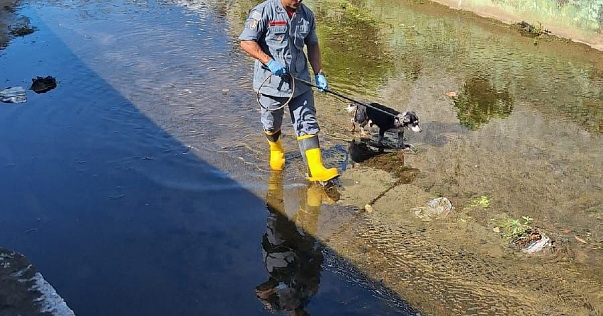 Cachorro é resgatado de canal pelos bombeiros em São Sebastião; confira o vídeo