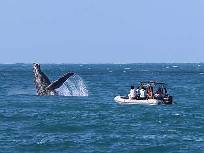 Avistamento de Baleias.