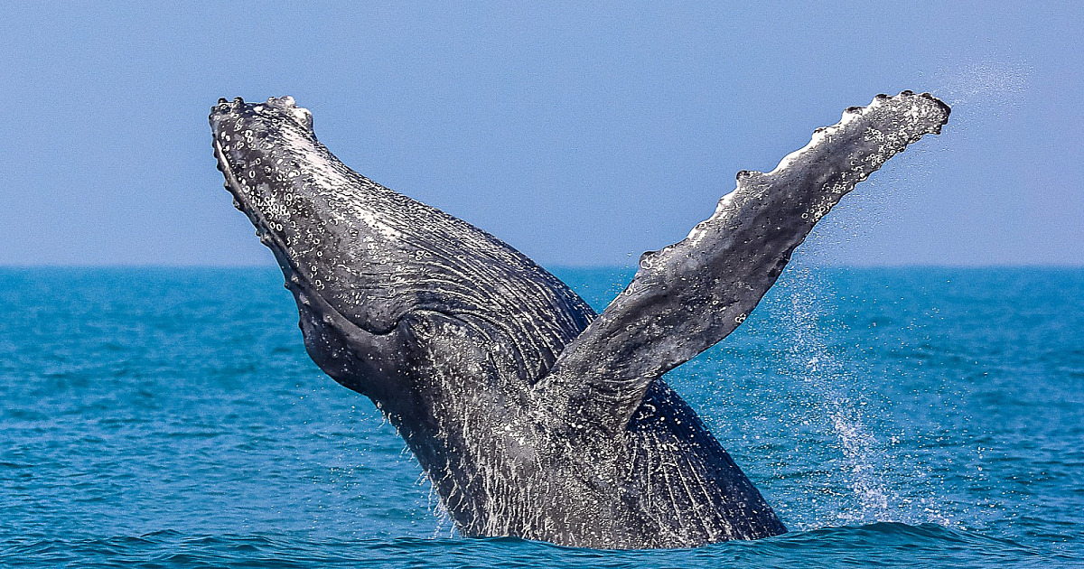Ubatuba institui Programa Ubatuba Azul – Avistamento Consciente