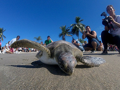 Atividades gratuitas voltadas a moradores, estudantes, turistas e interessados na conservação dos oceanos, seguem até 6 de junho.