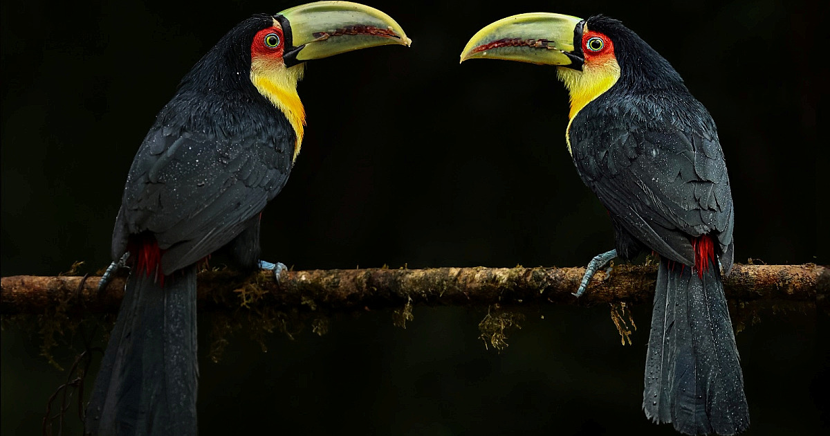 Ilhabela será destaque pelo segundo ano consecutivo na Global Birdfair