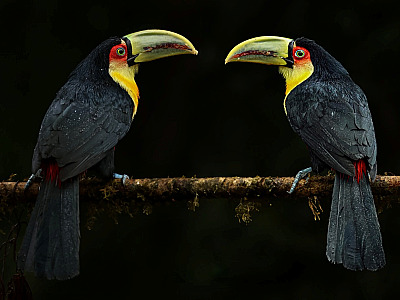 Município será destaque pelo segundo ano consecutivo na Global Birdfair.
