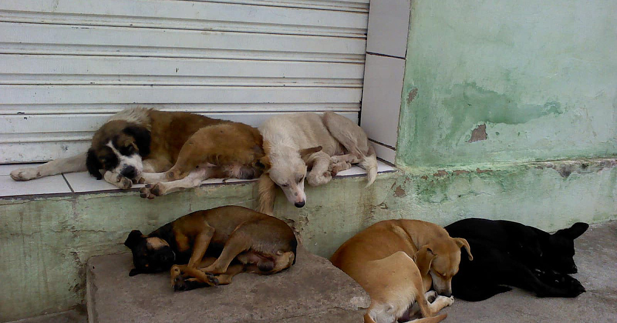 Judiciário consolida entendimento do MPSP sobre proteção a animais abandonados em municípios