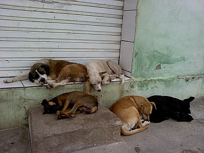 A decisão determinou que o município providencie estrutura adequada para o acolhimento dos animais ou adote solução equivalente.