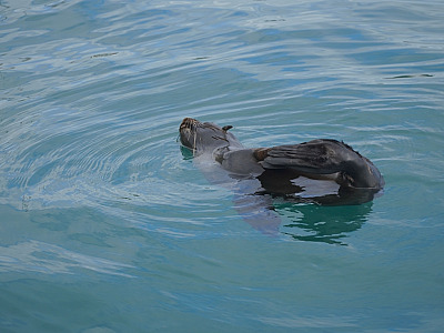 Prefeitura de Ilhabela apoiou resgate do lobo marinho no Canal de São Sebastião.