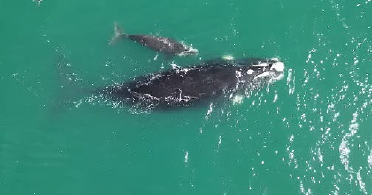 Temporada de baleias tem novo registro no Canal de São Sebastião; confira no vídeo