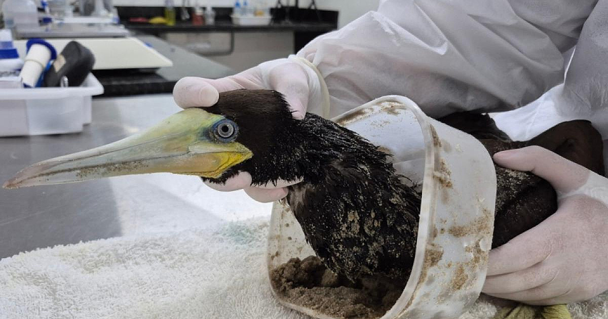 Atobá é resgatado preso em pote plástico em praia de Ubatuba